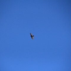 Accipiter fasciatus at Watson, ACT - 15 Jan 2016