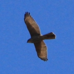 Accipiter fasciatus at Watson, ACT - 15 Jan 2016