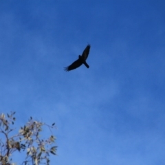 Corvus coronoides (Australian Raven) at Canberra Central, ACT - 31 May 2016 by petersan