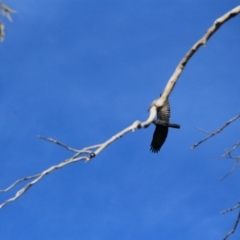 Corvus coronoides at Canberra Central, ACT - 31 May 2016 12:00 AM