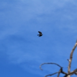 Corvus coronoides at Canberra Central, ACT - 31 May 2016