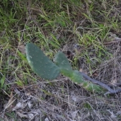 Opuntia sp. (Prickly Pear) at Gowrie, ACT - 12 Jun 2016 by RyuCallaway