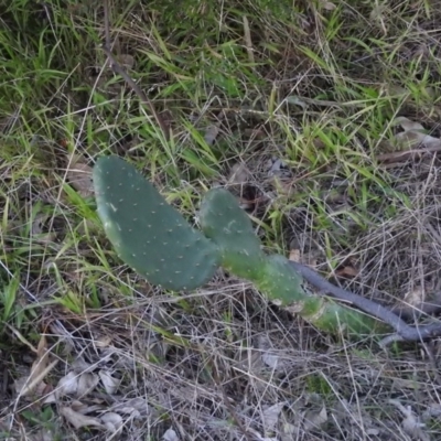 Opuntia sp. (Prickly Pear) at Gowrie, ACT - 12 Jun 2016 by ArcherCallaway