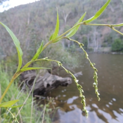 Persicaria hydropiper (Water Pepper) at Kambah Pool - 23 Feb 2016 by michaelb