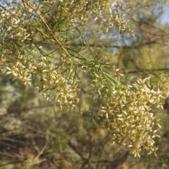 Cassinia quinquefaria (Rosemary Cassinia) at Kambah Pool - 23 Feb 2016 by MichaelBedingfield