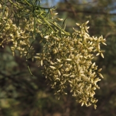 Cassinia quinquefaria at Kambah Pool - 23 Feb 2016 07:05 PM