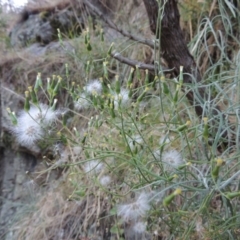 Senecio quadridentatus (Cotton Fireweed) at Kambah Pool - 23 Feb 2016 by MichaelBedingfield