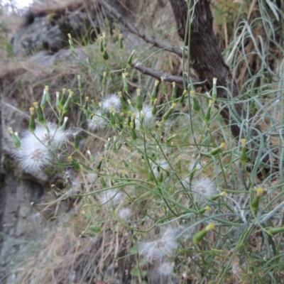 Senecio quadridentatus (Cotton Fireweed) at Kambah Pool - 23 Feb 2016 by michaelb