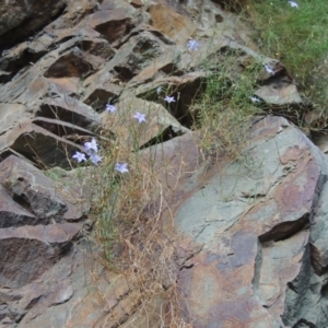 Wahlenbergia sp. at Kambah Pool - 23 Feb 2016