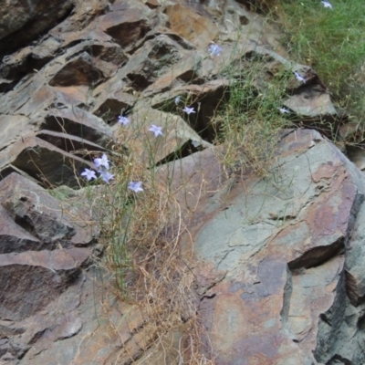 Wahlenbergia sp. (Bluebell) at Kambah Pool - 23 Feb 2016 by michaelb