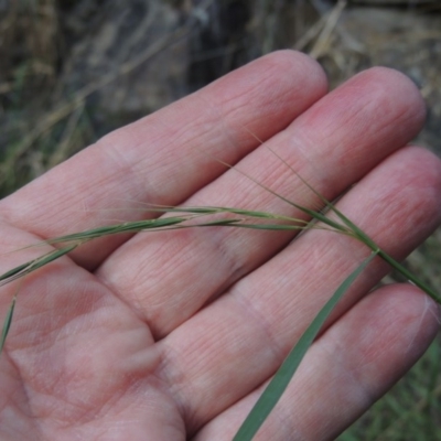 Microlaena stipoides (Weeping Grass) at Kambah Pool - 23 Feb 2016 by MichaelBedingfield