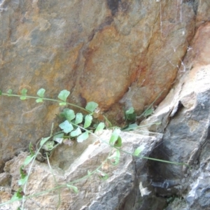 Asplenium flabellifolium at Kambah Pool - 23 Feb 2016 07:13 PM