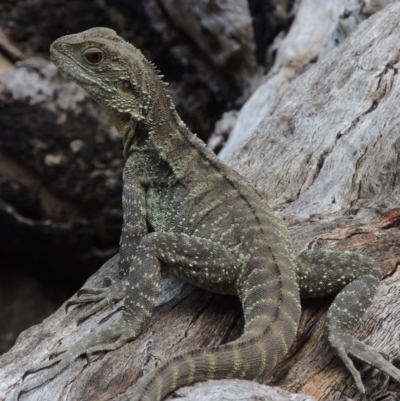 Intellagama lesueurii howittii (Gippsland Water Dragon) at Kambah Pool - 23 Feb 2016 by michaelb