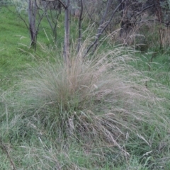 Poa labillardierei (Common Tussock Grass, River Tussock Grass) at Kambah Pool - 23 Feb 2016 by michaelb