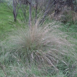 Poa labillardierei at Kambah Pool - 23 Feb 2016