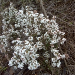 Leucopogon attenuatus (Small-leaved Beard Heath) at Farrer, ACT - 18 Jun 2016 by Mike