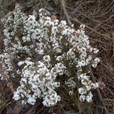 Styphelia attenuata (Small-leaved Beard Heath) at Farrer, ACT - 18 Jun 2016 by Mike