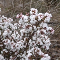 Styphelia attenuata at Farrer, ACT - 18 Jun 2016