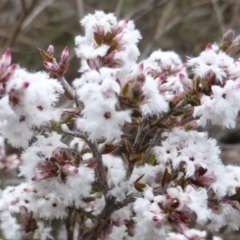 Leucopogon attenuatus at Farrer, ACT - 18 Jun 2016