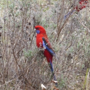 Platycercus elegans at Isaacs, ACT - 18 Jun 2016 03:18 PM