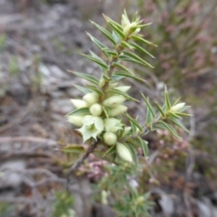 Melichrus urceolatus (Urn Heath) at Farrer, ACT - 18 Jun 2016 by Mike