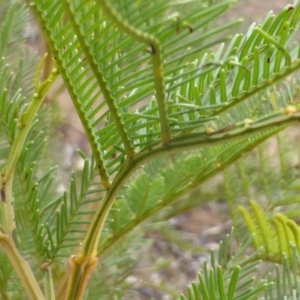 Acacia decurrens at Farrer, ACT - 18 Jun 2016