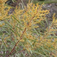 Acacia boormanii (Snowy River Wattle) at Farrer, ACT - 18 Jun 2016 by Mike