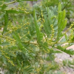 Acacia decurrens (Green Wattle) at Farrer Ridge - 18 Jun 2016 by Mike