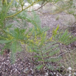 Acacia decurrens at Farrer, ACT - 18 Jun 2016