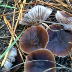 Collybia s.l. at Isaacs Ridge and Nearby - 10 Jun 2016 by Mike