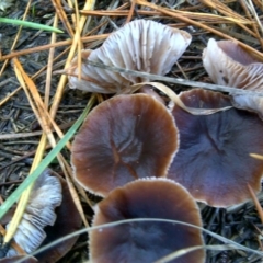 Collybia s.l. at Isaacs Ridge - 10 Jun 2016 by Mike