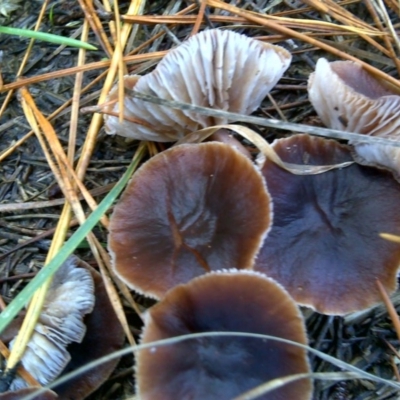 Collybia s.l. at Isaacs Ridge - 10 Jun 2016 by Mike