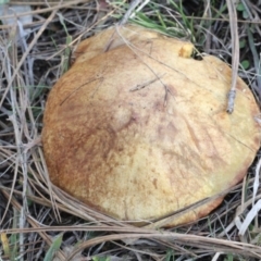 Suillus luteus (Slippery Jack) at Lyneham, ACT - 5 Jun 2016 by PeteWoodall