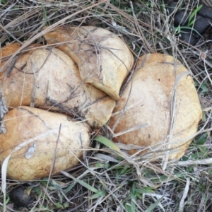 Suillus luteus at Lyneham, ACT - 6 Jun 2016