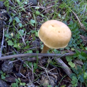 zz agaric (stem; gills white/cream) at Isaacs Ridge - 10 Jun 2016 10:38 AM