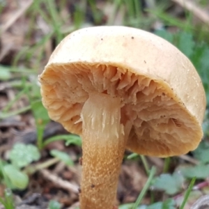 zz agaric (stem; gills white/cream) at Isaacs Ridge - 10 Jun 2016 10:38 AM