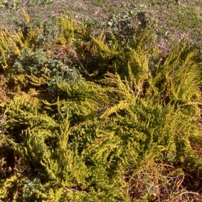 Dysphania pumilio (Small Crumbweed) at Isaacs, ACT - 14 Jun 2016 by Mike