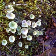 Cladonia sp. (genus) (Cup Lichen) at Isaacs Ridge - 10 Jun 2016 by Mike