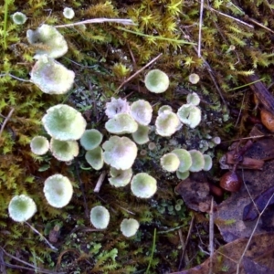 Cladonia sp. (genus) at Isaacs Ridge - 10 Jun 2016 10:10 AM