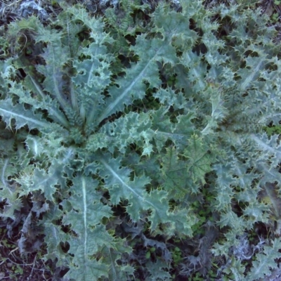 Onopordum acanthium (Scotch Thistle) at Isaacs Ridge - 29 May 2016 by Mike