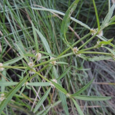 Alternanthera denticulata (Lesser Joyweed) at Kambah Pool - 23 Feb 2016 by michaelb