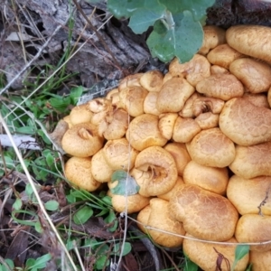 Gymnopilus junonius at O'Malley, ACT - 18 Jun 2016