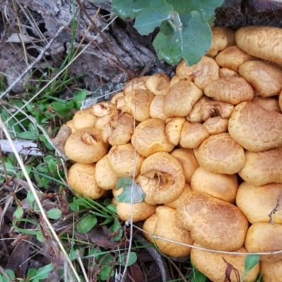 Gymnopilus junonius (Spectacular Rustgill) at O'Malley, ACT - 18 Jun 2016 by Mike