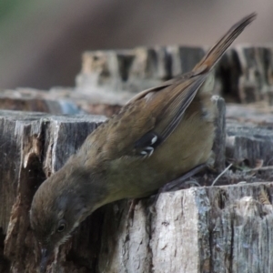 Sericornis frontalis at Kambah Pool - 23 Feb 2016