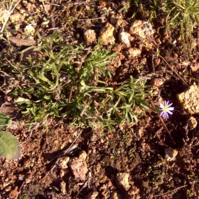 Vittadinia muelleri (Narrow-leafed New Holland Daisy) at Isaacs, ACT - 11 Jun 2016 by Mike