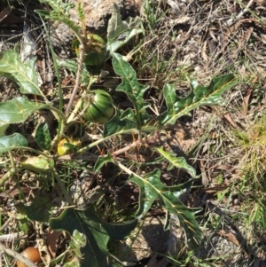 Solanum cinereum at Stromlo, ACT - 12 Jun 2016 12:18 PM