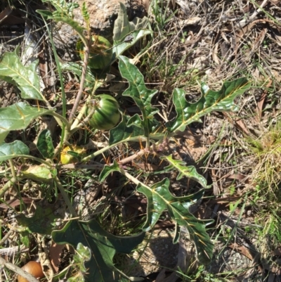 Solanum cinereum (Narrawa Burr) at Stromlo, ACT - 12 Jun 2016 by JanetRussell