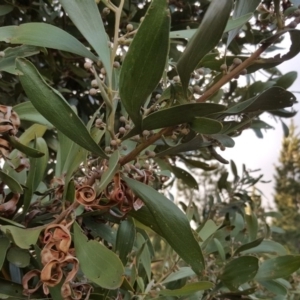 Acacia melanoxylon at Jerrabomberra, ACT - 11 Jun 2016 04:04 PM