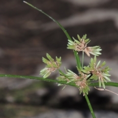 Cyperus eragrostis (Umbrella Sedge) at Kambah Pool - 23 Feb 2016 by michaelb