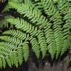 Hypolepis glandulifera (Downy Ground Fern) at Kambah Pool - 23 Feb 2016 by michaelb